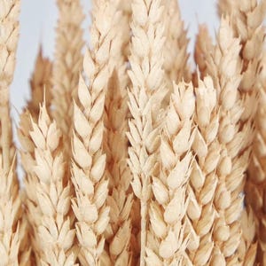 Op de afbeelding: Een bos gedroogde tarwehalmen met beige gekleurde korrels. De halmen zijn in een close-up weergegeven.