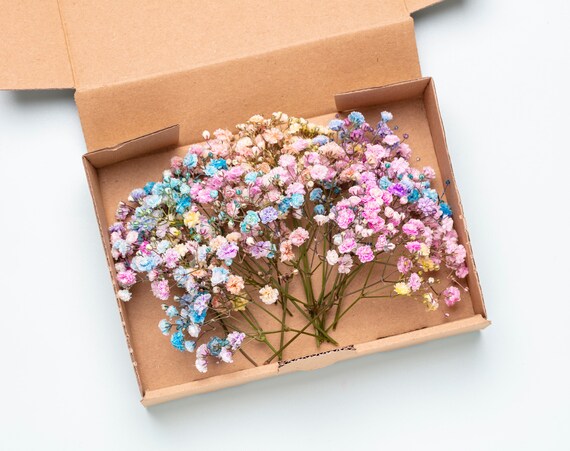Baby's Breath, Gypsophila Preserved Pink Color, Dried Flowers