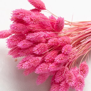 Dried pink Phalaris, pastel color, Phalaris, Dried Flowers, pink Flowers, Decor, Dried Flowers, Wedding Decor, Boho Wedding