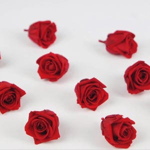 May include: A scattering of deep red roses against a white backdrop. The roses are fully open, displaying their detailed petal structure. The image emphasizes the rich colour and delicate texture of the flowers.