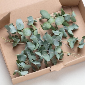 May include: A cardboard box filled with fresh eucalyptus branches. The leaves are a muted green-blue color, and the stems are a light brown. The box is open, and the branches are arranged inside.