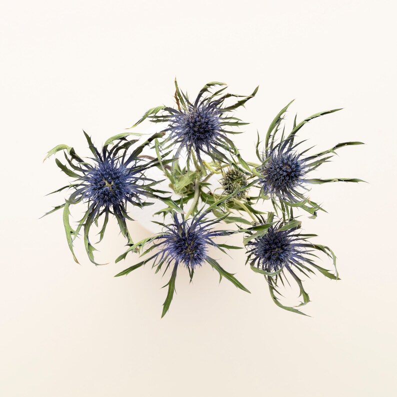 Dried Eryngium Natural Blue Thistle Dried Thistle Natural Etsy