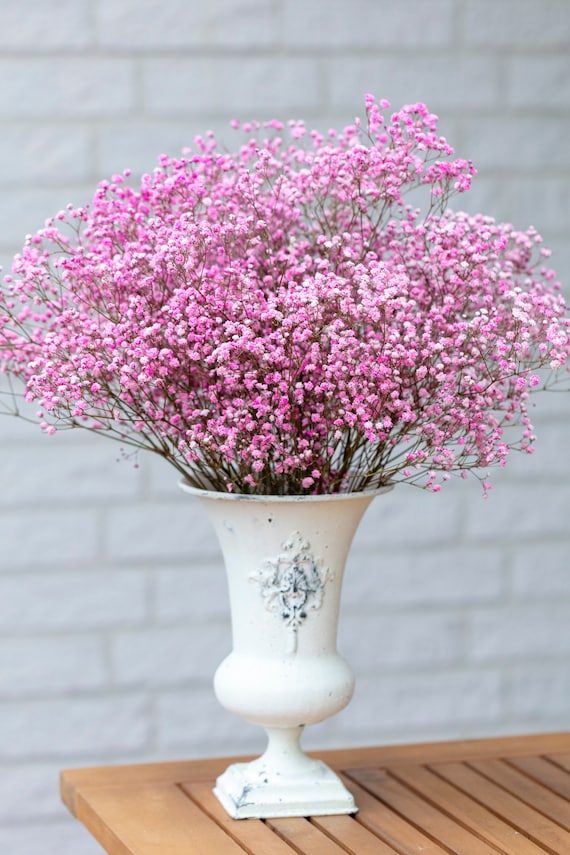 Konserviertes rosa Schleierkraut, Schleierkraut, gefärbtes Schleierkraut, echte Stiele, natürliches Schleierkraut, Schleierkraut, Hochzeitsstrauß