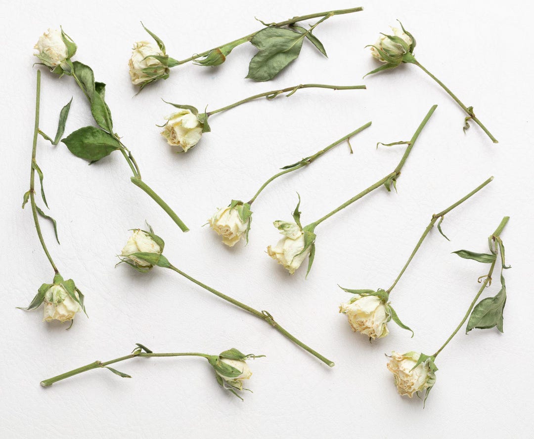 Dried White Rose, Flower for Resin, Jewelry, DIY Set, Dry White Roses ...