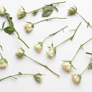 Dried white rose,  flower for Resin, Jewelry, DIY set, Dry white Roses, small flower Arrangments Dried Plants, Resin dried resin flowers,