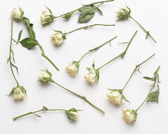 Rosa bianca secca, fiore per resina, gioielli, set fai da te, rose bianche secche, piccole composizioni floreali, piante secche, fiori di resina essiccati,