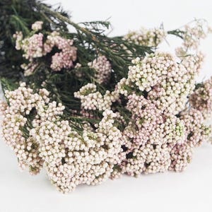 Konservierte Reisblumen, Bündel, Trockenblumenstrauß, Vasenfüllung, Trockenblumengesteck, Zubehör, Hochzeitsblumen, Wohndekor, Terrakotta