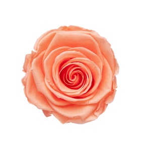 Preserved Rose, Preserving Roses, Red Dried rose, Everlasting Infinity flower, Bouquet Wedding, Birthday Cake toppings, Flower decoration.