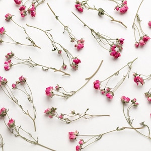 Dried pink mini rose,  flower for Resin, Jewelry, Dry pink Roses, small flower Arrangments Dried Plants, Resin dried resin flowers,