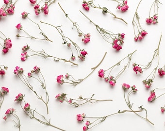 Mini rosa rosa essiccata, fiore per resina, gioielli, rose rosa essiccate, piccole composizioni floreali, piante essiccate, fiori di resina essiccati,