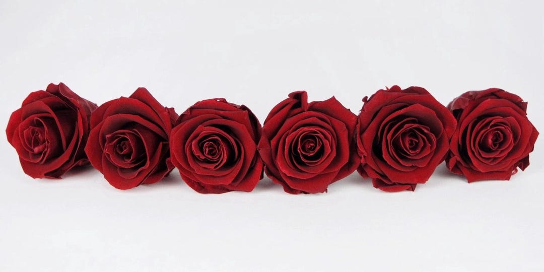Royal Red Roses Color Preserved Roses, 6 Cm, 6 Rose Heads, Royal Red Color, Preserved Flowers ...