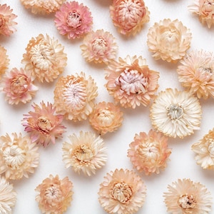 Organic Dried  pastel pink Strawflowers head, Weddings decor, Dried Flower Confetti, florist supply, DIY supply, Wreath Making,