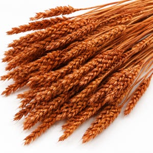 May include: A bundle of dried wheat stalks with a rich, warm, golden-brown hue. The individual stalks feature textured, grain-filled heads arranged in a dense, overlapping cluster, with long, slender stems extending outward from the base.