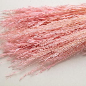 May include: A close-up of a bundle of dried pink pampas grass. The feathery plumes are a soft pink hue, with some lighter, almost white, strands mixed in. The grass is arranged against a plain white background.