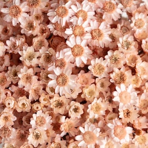 Dried Glixia, Choral color, glixia Flowers, Natural Glixia, flowers, Big Bunch, wedding decor, wedding flowers,
