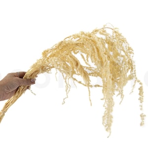 May include: A bunch of dried, cream-coloured flowers with long, feathery stems.