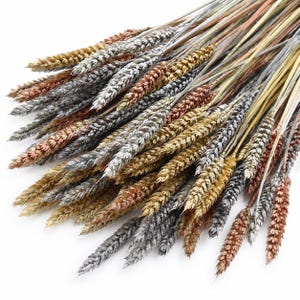 Puede incluir: Un manojo de tallos de trigo secos con un acabado metálico en tonos oro, plata y cobre. Los tallos individuales están dispuestos en forma de abanico, mostrando las cabezas de grano texturizadas y los tallos finos y rígidos del material vegetal seco.