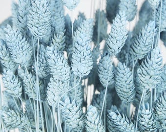 May include: A close-up of a bundle of dried, light blue bunny tail grass. The fluffy, cone-shaped flower heads are clustered together, creating a soft, textured appearance. The stems are thin and delicate, and the background is a soft white.