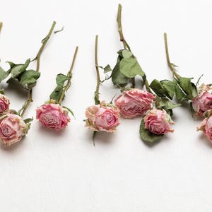 Dried pink mini rose,  flower for Resin, Jewelry, Dry pink Roses, small flower Arrangments Dried Plants, Resin dried resin flowers,