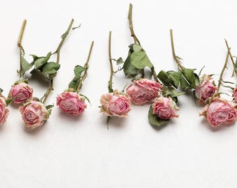 Mini rosa rosa essiccata, fiore per resina, gioielli, rose rosa essiccate, piccole composizioni floreali, piante essiccate, fiori di resina essiccati,