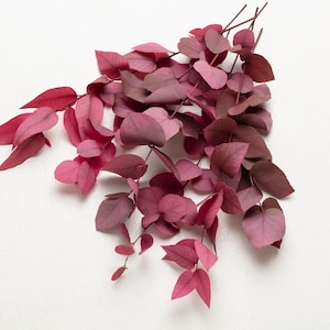 Peut inclure: Un ensemble de feuilles et de tiges de couleur bordeaux, disposées sur un fond blanc. Les feuilles varient en teinte, allant du rouge foncé au rose clair, créant un effet de dégradé. Les tiges sont fines et brunes.