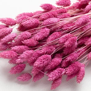 Dried dark pink Phalaris, pastel color, Phalaris, Dried Flowers, purple Flowers, Decor, Dried Flowers, Wedding Decor, Boho Wedding