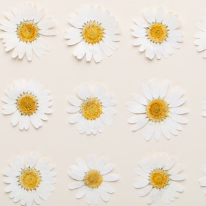 20 Pcs/pack 2-3CM Pressed Daisy Flower Real Dried Daisy Flowers