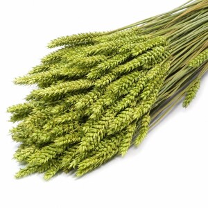 Peut inclure: Un bouquet de tiges de blé séchées présentant des épis d'un vert clair éclatant et de longues tiges fines. L'ensemble de grains est disposé en une formation dense et superposée, mettant en valeur la texture et la structure de cette graminée.