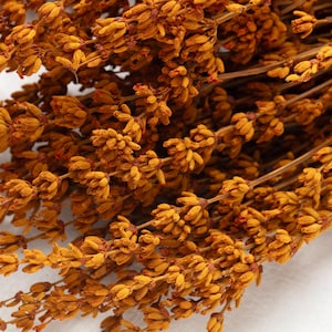 Preserved Lavender, orange color, wedding flowers, home decor, Lavanda, lavander, dried flowers, preserved lavandin, Lavandula Getrocknet,