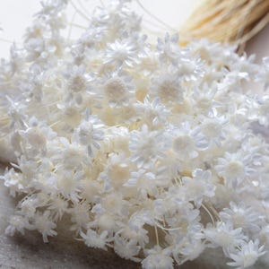 Glixia white Flowers stems, dried flowers, white color, Bouquet of Flowers, Wedding decoration, Flowers for Bouquets,  Marcela dried flowers