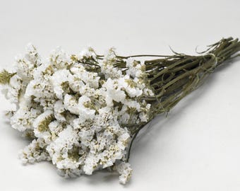 May include: A bunch of dried white statice flowers with green stems. The flowers are small and clustered together, creating a fluffy, cloud-like appearance.