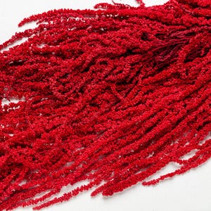 Puede incluir: Un manojo de flores de amaranto rojo secas, también conocidas como flores de borla, dispuestas en cascada sobre un fondo blanco.