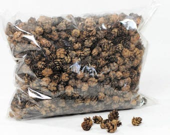 Piñas pequeñas de cicuta canadiense, piñas naturales para manualidades, ideales para coronas y decoración rústica.