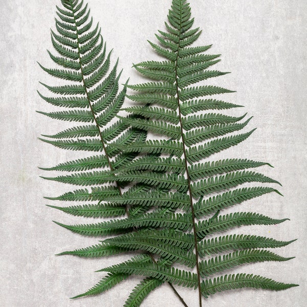 Preserved fern, Brilliant Fern, Green Adiantum, Wedding fern, Saumfern, Stabilized Fern, Leather Long, Fern, Green Flowers, natural flowers