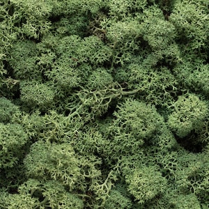 Op de afbeelding: Close-up van bewaard groen rendiermos, een natuurlijk decoratief element. Het mos heeft een textuur, organisch uiterlijk met kleine, vertakte structuren. De kleur is een gedempt, aards groen, ideaal voor knutselen en woondecoratie.