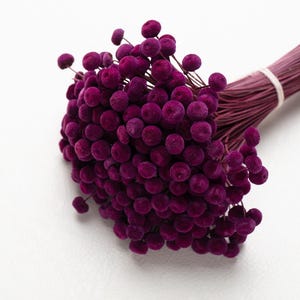 Prugna color Amarelino, Boton essiccato, prugna color lilla, mini botao, fiori di boton, mini testa, fiori conservati, fiori da matrimonio, conservati