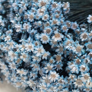 Gedroogde Glixia blauwe kleurstelen, gedroogde bloemen, blauwe kleur, bloemen, bruiloftdecoratie, bloemen voor boeketten, Marcela-gedroogde bloemen