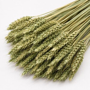 Peut inclure: Un bouquet de tiges de blé séchées présentant de longues tiges fines et des épis texturés d'un vert clair. Les tiges sont disposées en éventail, mettant en valeur la structure naturelle et organique ainsi que les tons verts mats du grain récolté.