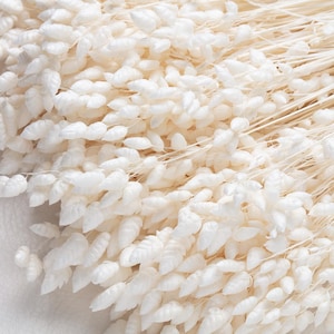 Dried Briza Maxima, Bleached white color, dried flowers, Quaking grass, Bunch, Wedding Decoration, Rustic Bouquets,  Wreaths,