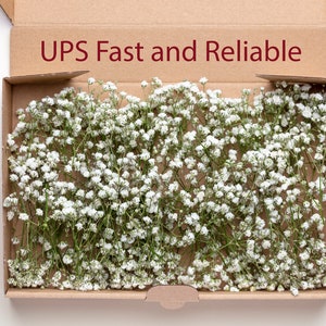 Baby breath, white preserved gypsophila, 1 box mini stems, natural baby's breath, baby breath, baby breath, dry wedding Bouquet image 2