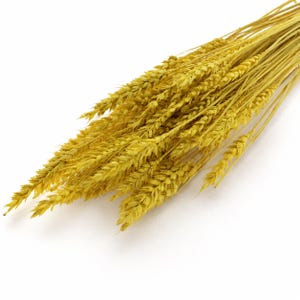 May include: A bundle of dried wheat stalks featuring golden yellow grains and long, slender stems. The cluster of cereal grass is arranged in a fan-like formation, showcasing the textured, segmented heads of the wheat against a plain background.