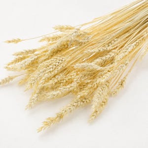 Torkat blekt vete naturligt. Torkade Triticumblommor. Bukett, bröllopsdekoration, rustik, buketter, höstdekor, gräsbunt