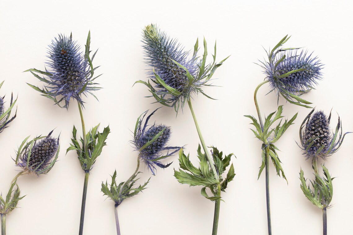 Dried Eryngium Natural Blue Thistle Dried Thistle Natural Etsy Australia