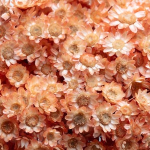 Dried Glixia, Salmon color, glixia Flowers, Natural Glixia, flowers, Big Bunch, wedding decor, wedding flowers,