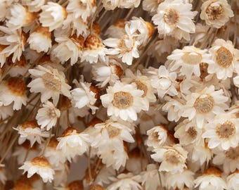 Fiori di Glixia essiccati, colore naturale, fiori secchi, bouquet di fiori, decorazioni per matrimoni, composizioni floreali per bouquet.