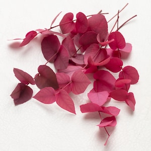 Peut inclure: Gros plan sur des feuilles d'eucalyptus séchées dans des tons rouges et roses. Les feuilles en forme de cœur sont disposées sur un fond blanc. Les tiges sont fines et brunes. Idéal pour les compositions florales et l'artisanat.