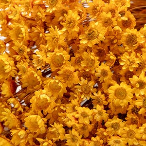 Trockenblumen kugel gelb