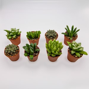 Assorted 2-Inch Potted Succulents – Live Succulent Plant Collection, Easy Care Mini Plants, Perfect for Home or Office Decor