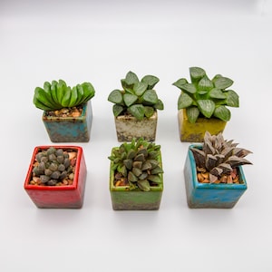 Premium Assorted 2-Inch Potted Succulents – Live Succulent Plant Collection, Easy Care Mini Plants, Perfect for Home or Office