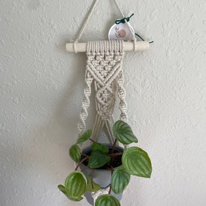 May include: A macrame plant hanger with a small gray pot holding a green plant with striped leaves. The plant hanger is made of cream-colored rope and has a wooden dowel at the top. A small tag with a botanical design hangs from the dowel.